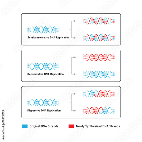 Models of DNA Replication Scientific Design. Vector Illustration.