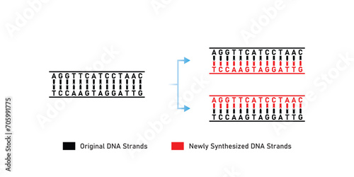 Semiconservative DNA Replication Scientific Design. Vector Illustration.