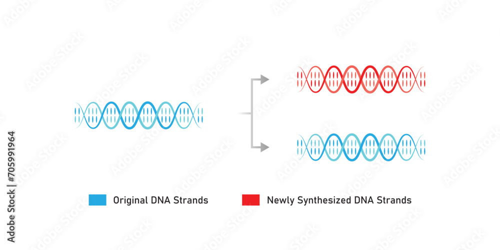 Conservative DNA Replication Scientific Design. Vector Illustration. Conservative DNA Replication Scientific Design. Vector Illustration.