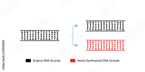 Conservative DNA Replication Scientific Design. Vector Illustration.