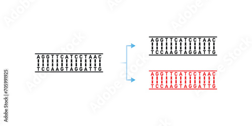 Conservative DNA Replication Scientific Design. Vector Illustration.