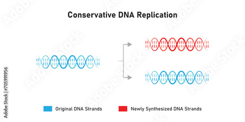 Conservative DNA Replication Scientific Design. Vector Illustration.