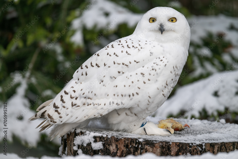 Fototapeta premium Snowy owls outside in winter with dead chicks on a log.