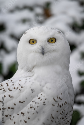Snowy owl outdoors close-up on the head. © lapis2380