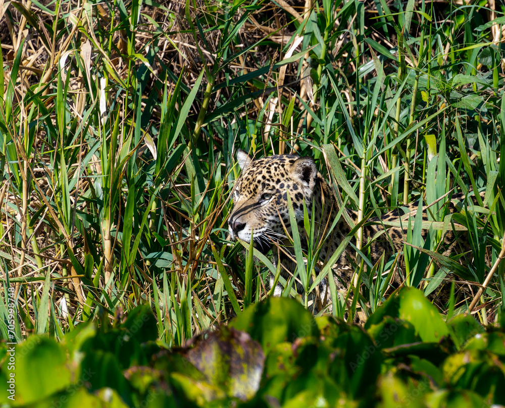 Wild Jaguar (Panthera onca) in the Pantanal in Brazil Wild Jaguar (Panthera onca) in the Pantanal in Brazil