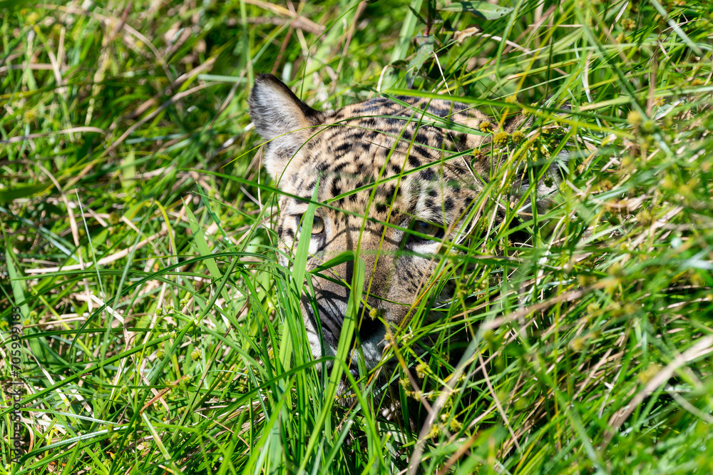 Wild Jaguar (Panthera onca) in the Pantanal in Brazil Wild Jaguar (Panthera onca) in the Pantanal in Brazil