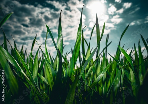 grass and sky