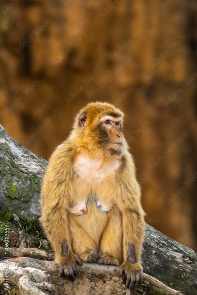 Fototapeta premium Vertical portrait of a monkey sitting on the roots of a tree looking around