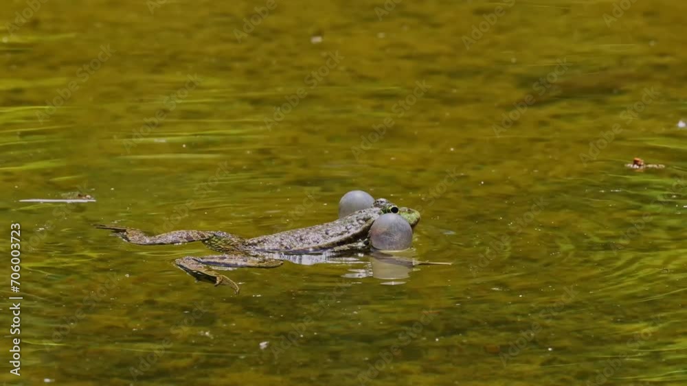 Common frog, Rana temporaria, single reptile croaking in water, also known as the European common frog or European grass frog is a semi-aquatic amphibian of the family Ranidae 