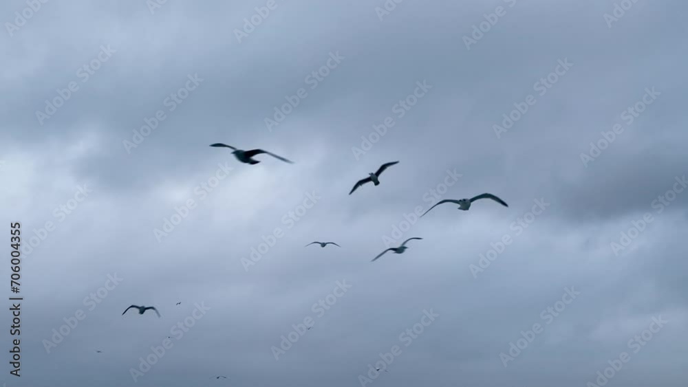 Seagulls soaring in gloomy Saint Malo sky Seagulls soaring in gloomy Saint Malo sky