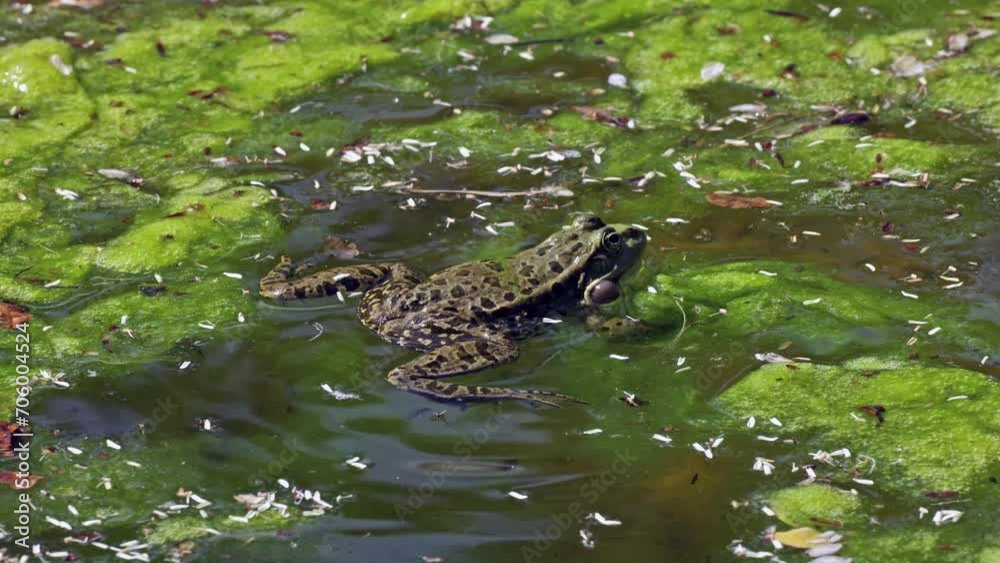 Common frog, Rana temporaria, single reptile croaking in water, also known as the European common frog or European grass frog is a semi-aquatic amphibian of the family Ranidae 