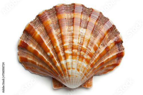 Top view of scallops shell isolated on white