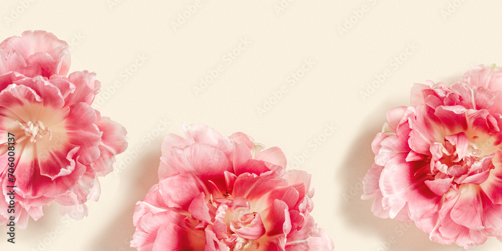 Peony tulips flower spring holiday flowery aesthetic background, minimal botanical banner, floral top view with pink red blooming flowers on beige colored with empty space, nature design