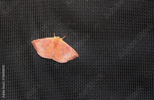 Urticating Anthelid Moth (Anthela nicothoe) at night, South Australia photo