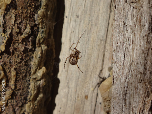 Small cobweb spider  Theridion sp.   female on the trunk of a juniper tree