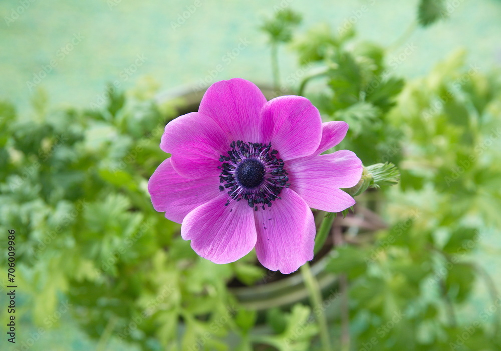 Violet- lilac, magenta anemone flower, Anemone coronaria Violet- lilac, magenta anemone flower, Anemone coronaria
