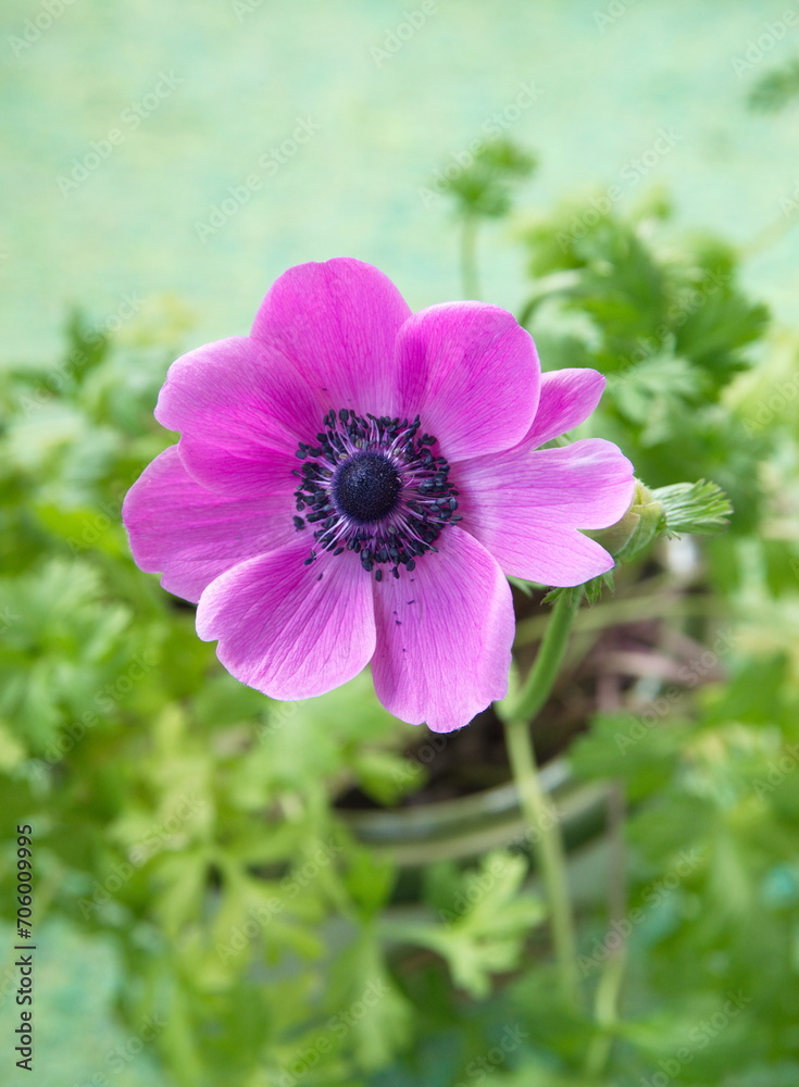 Violet- lilac, magenta anemone flower, Anemone coronaria Violet- lilac, magenta anemone flower, Anemone coronaria