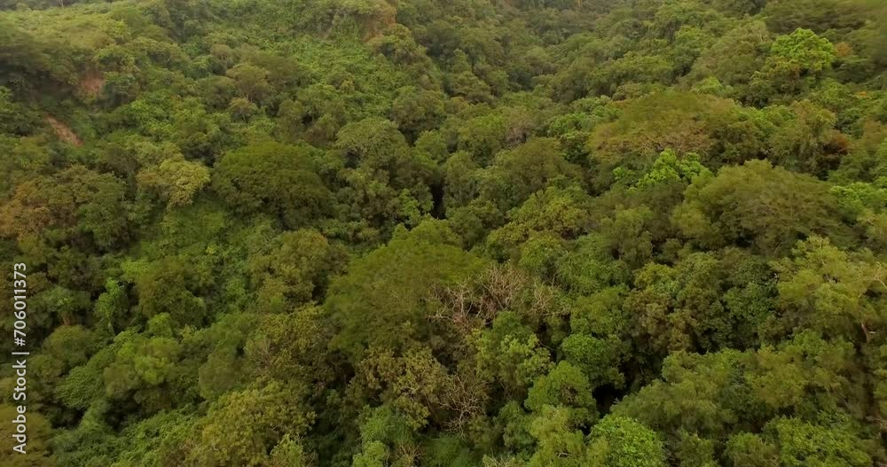 Flying over the canopy of leafy trees in a ravine. Flying over the canopy of leafy trees in a ravine.