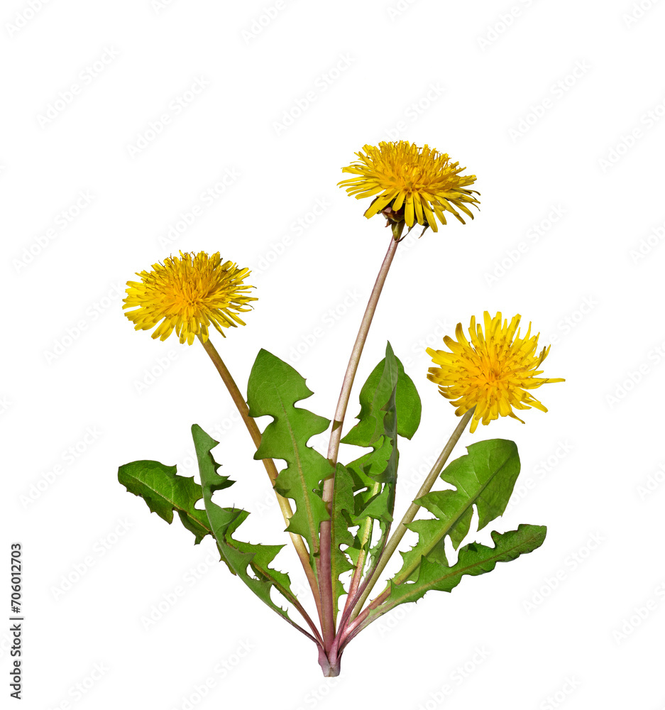 Obraz premium Dandelion plant with yellow flowers isolated cutout on transparent