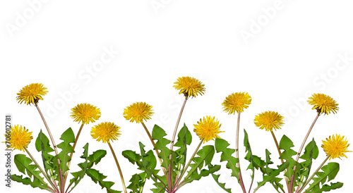 Group of dandelion plants with yellow flowers isolated cutout on transparent