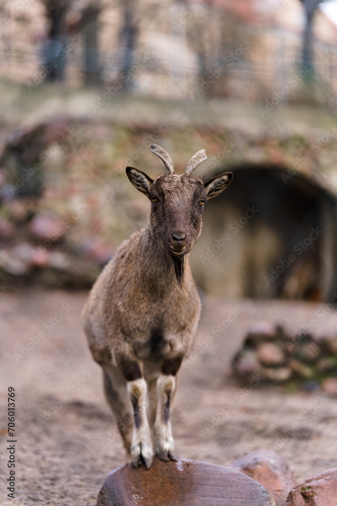 Markur turkmeński stojący w zagrodzie w zoo