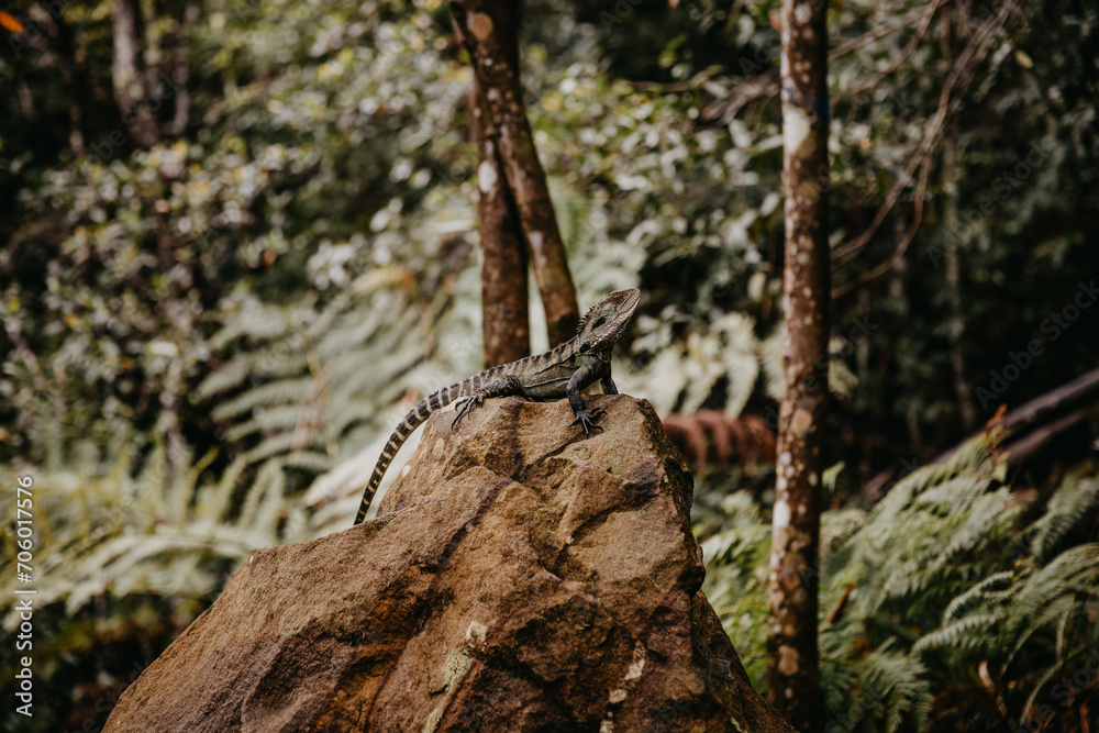 Waterdragon lizard sitting on a rock in the forest.