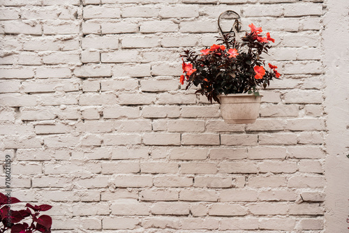 pared de ladrillo de color blanco con textura rugosa y una planta con flores colgada en una maceta  photo