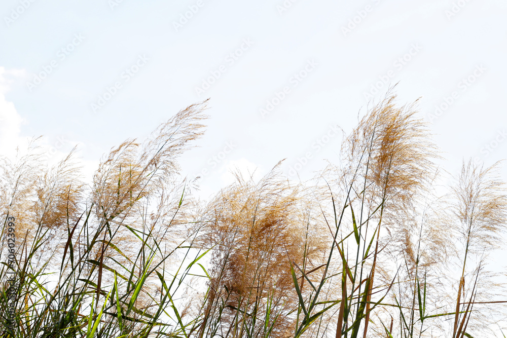 Fototapeta premium Reed flower with blue sky