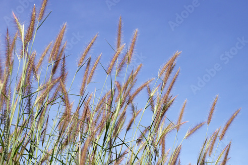 Grass flowers with blue sky