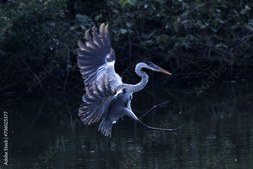 Garça Real Europeia aterrizando na lagoa de Bambuí - Maricá - RJ   photo