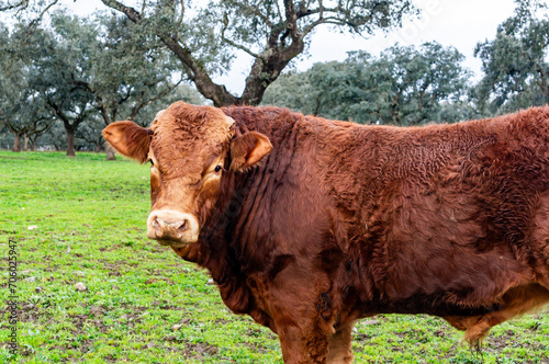 Majestic Retinta: Portrait of a Bull amid Blurred Holm Oaks. photo