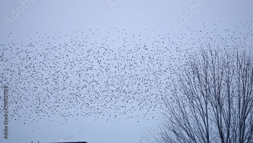 Starlings flying through the sky in large flock over Utah during the winter.
