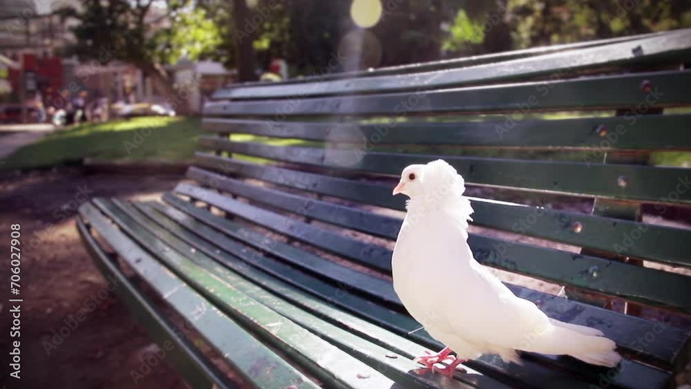 A White Pigeon on A Park Bench. Close Up. 4K Resolution.