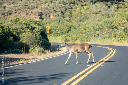 Fototapeta Naklejka Na Ścianę i Meble -  deer crossing a small road near San Francisco