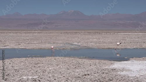 Beautiful footage of the Chilean pink flamingo in natural habitat at Atacama - Calama - Antofagasta Dessert and Salar photo