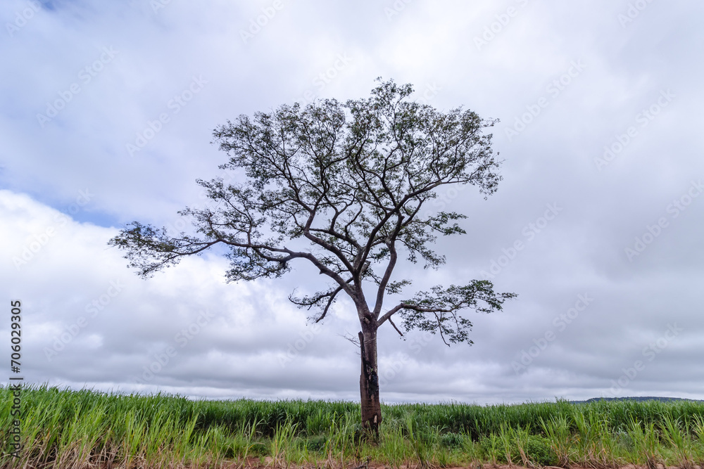 árvore na cidade de Costa Rica, Estado do Mato Grosso do Sul, Brasil árvore na cidade de Costa Rica, Estado do Mato Grosso do Sul, Brasil