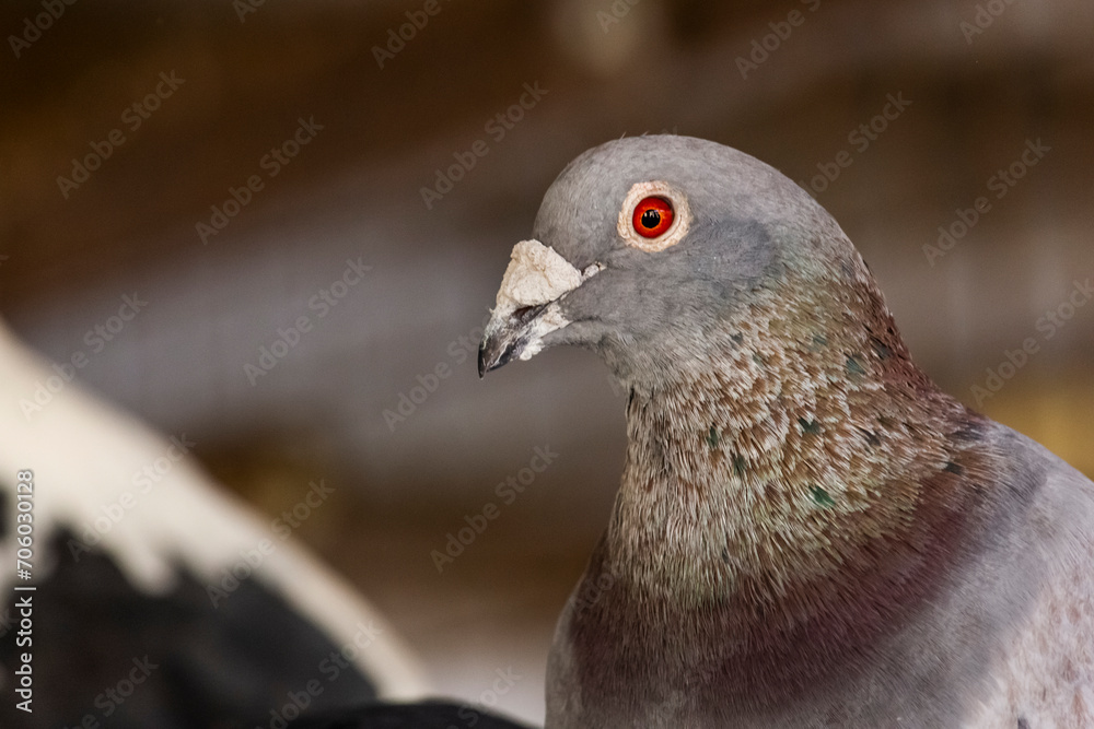 Closeup of a pigeon's portrait with breathtaking eye and ruff Closeup of a pigeon's portrait with breathtaking eye and ruff