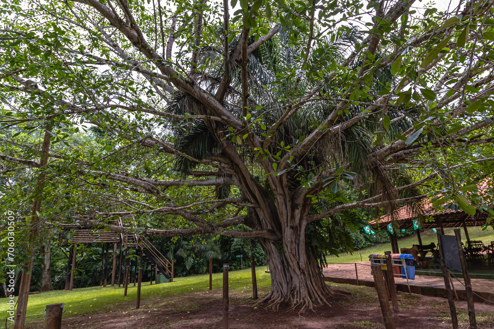 árvore na cidade de Costa Rica, Estado do Mato Grosso do Sul, Brasil árvore na cidade de Costa Rica, Estado do Mato Grosso do Sul, Brasil