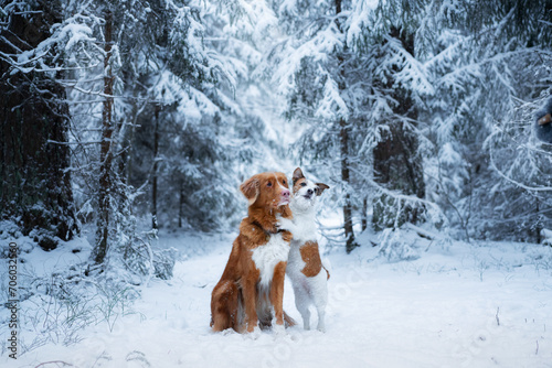 Fototapeta Naklejka Na Ścianę i Meble -  Two dogs, a Nova Scotia Duck Tolling Retriever and a Jack Russell Terrier, stand in a snowy forest, looking alert