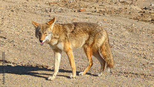Coyote in Death Valley, CA