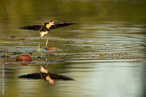 Leap of Faith - A Comb-crested Jacana leaps into the air as it spreads its wings to stabilize it in its tricky maneuver.  photo