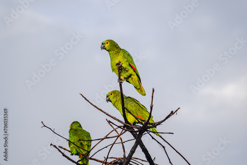 papagaio na cidade de Costa Rica, Estado do Mato Grosso do Sul, Brasil photo