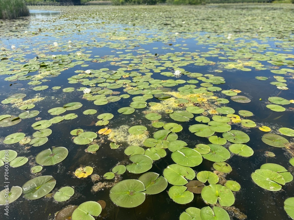 Lily Pads Lily Pads