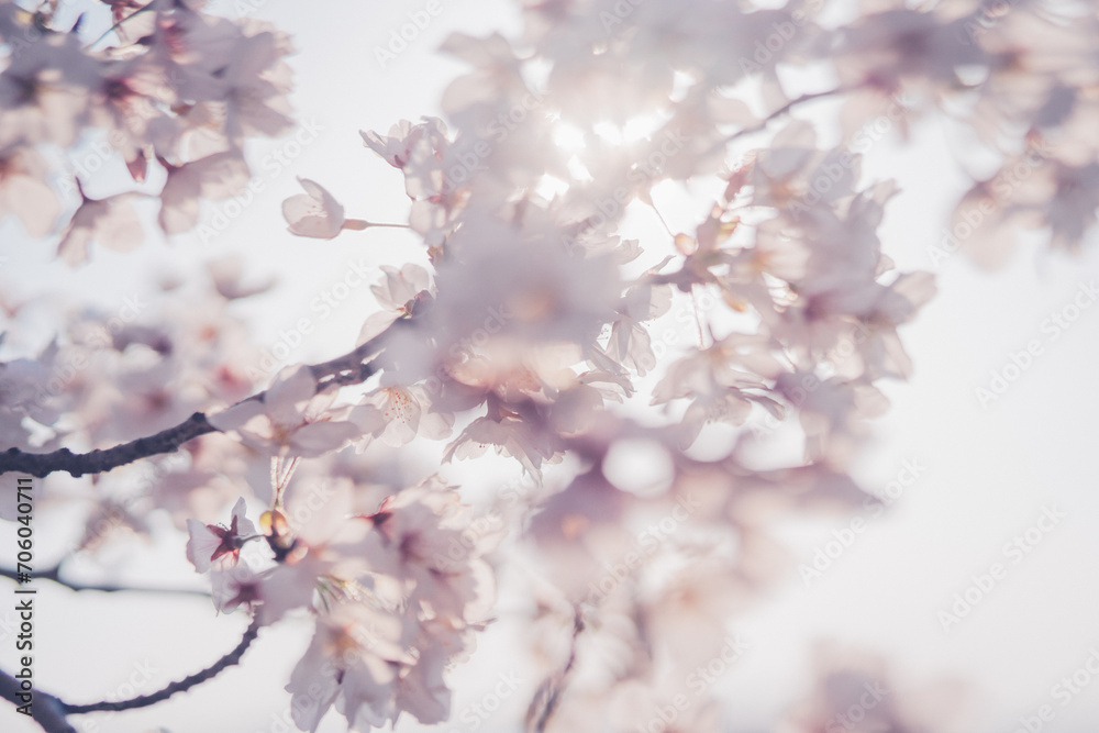 桜 桜