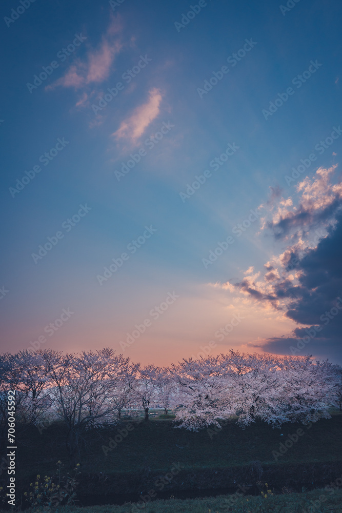 Naklejka premium 夕方の桜