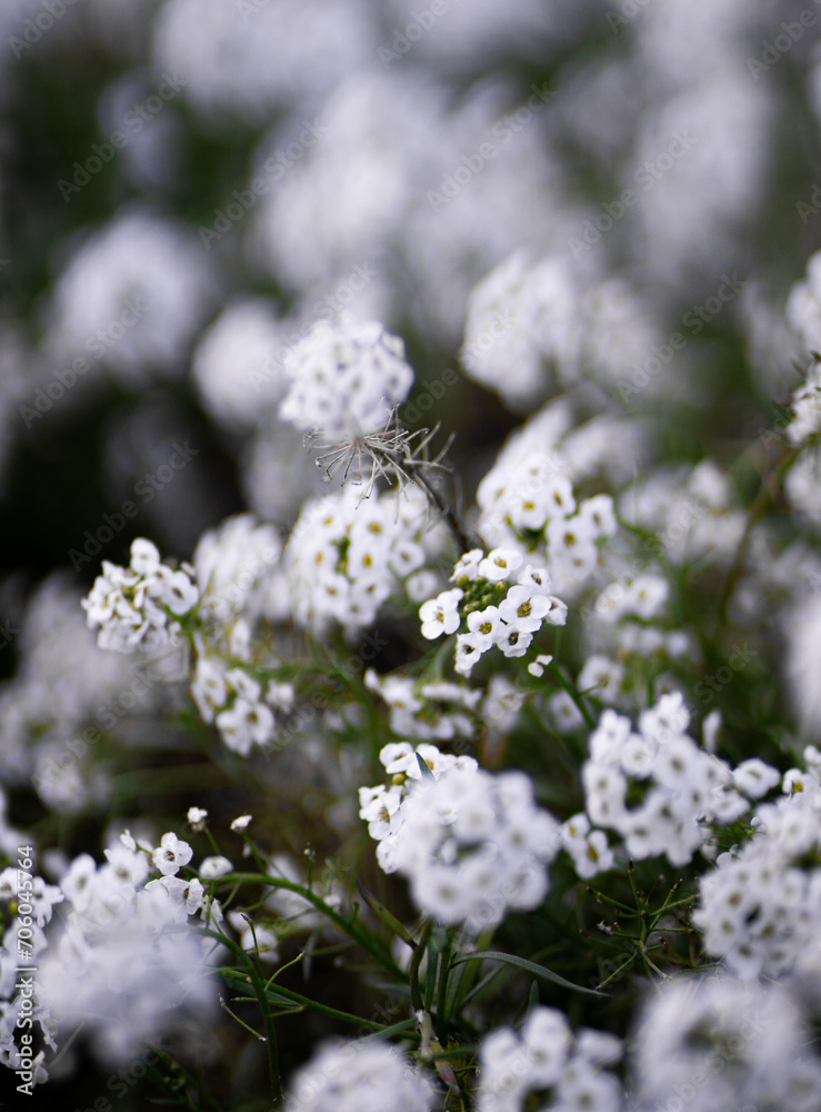 White Sweet Alyssums bloom, embodying nature's charm in a serene garden White Sweet Alyssums bloom, embodying nature's charm in a serene garden
