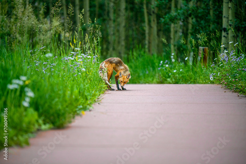 Young fox in the woods Colorado Maroon Bells