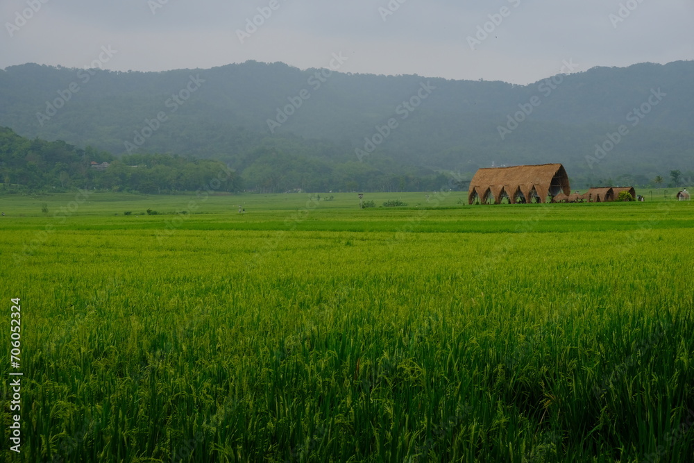 panorama of green paddy field and foggy mountainous. lush rice field. panorama of green paddy field and foggy mountainous. lush rice field.