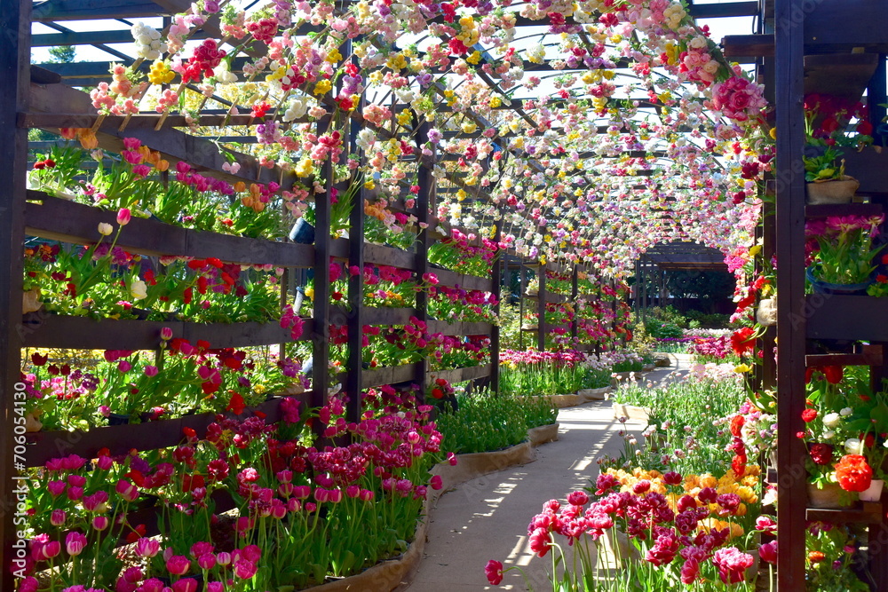 Obraz premium チューリップ 日本庭園 島根 由志園