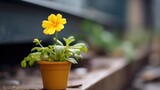 Closeup of a delicate yellow flower blooming in a small urban planter.